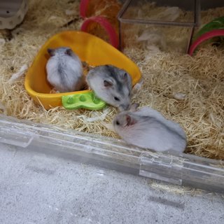 Ginger's Babies - Common Hamster Hamster