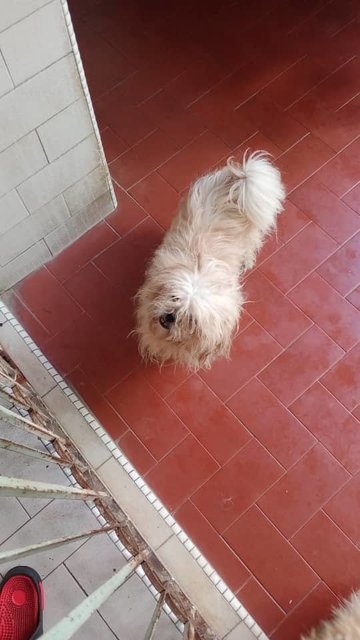 Shih Tzu Mixed (Urgent Help Needed) - Shih Tzu Dog