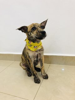 Puppy 23 - Mixed Breed Dog