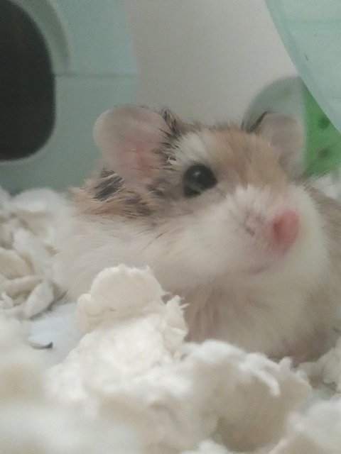 Browny - Roborovsky's Hamster Hamster