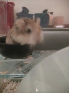 Browny - Roborovsky's Hamster Hamster