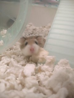 Browny - Roborovsky's Hamster Hamster