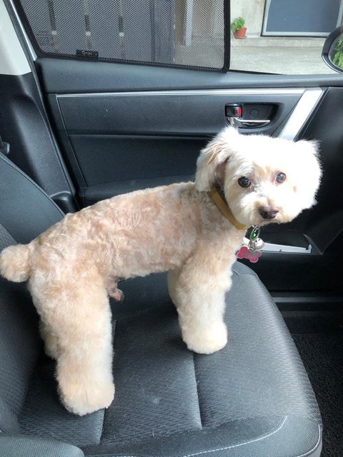 Coco - Poodle Dog