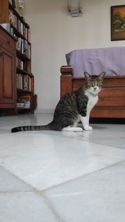 Katy - Domestic Short Hair Cat