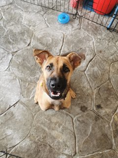 Maple - Mixed Breed Dog