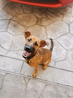 Maple - Mixed Breed Dog