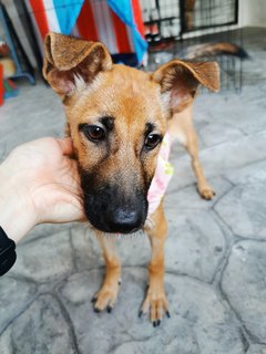 Maple - Mixed Breed Dog