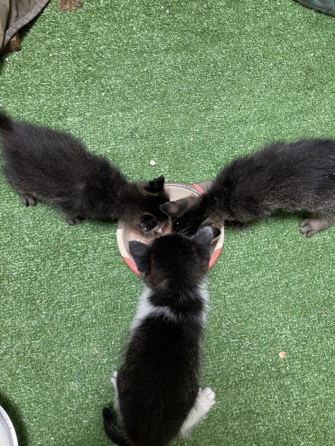 Newborn - Domestic Short Hair Cat