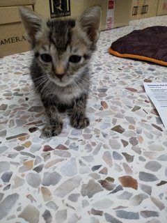 Kiwi - Domestic Short Hair Cat