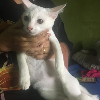 Anak Putih - Domestic Short Hair Cat