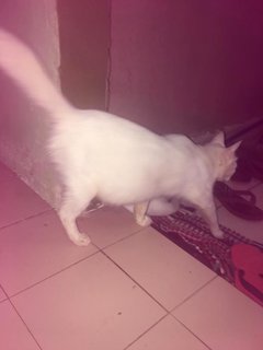 Anak Putih - Domestic Short Hair Cat