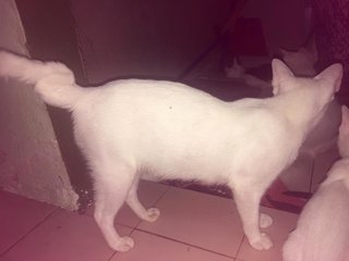 Anak Syuteh - Domestic Short Hair Cat