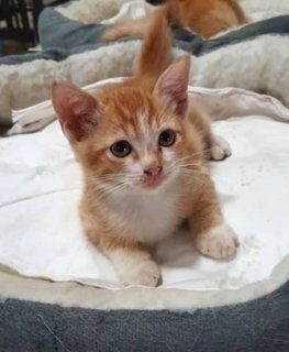 Jesper - Domestic Short Hair Cat