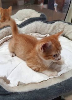 Jesper - Domestic Short Hair Cat