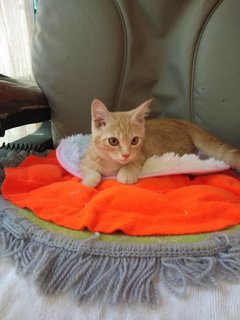 Jesper - Domestic Short Hair Cat