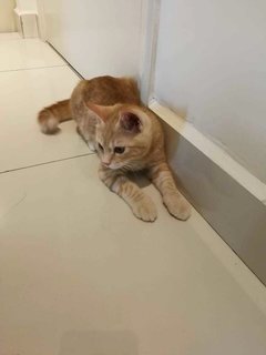 Jesper - Domestic Short Hair Cat