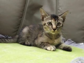 Jean - Domestic Short Hair Cat