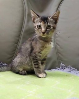Jean - Domestic Short Hair Cat