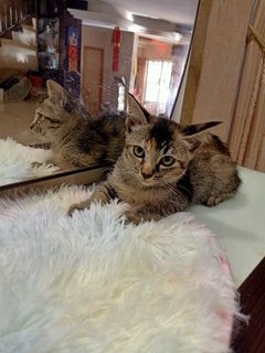 Jean - Domestic Short Hair Cat