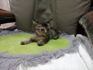 Jean - Domestic Short Hair Cat