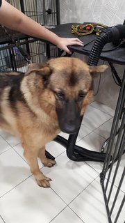 Bruno Gs - German Shepherd Dog Dog