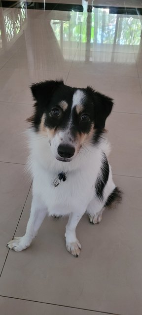 Panda - Labrador Retriever Mix Dog