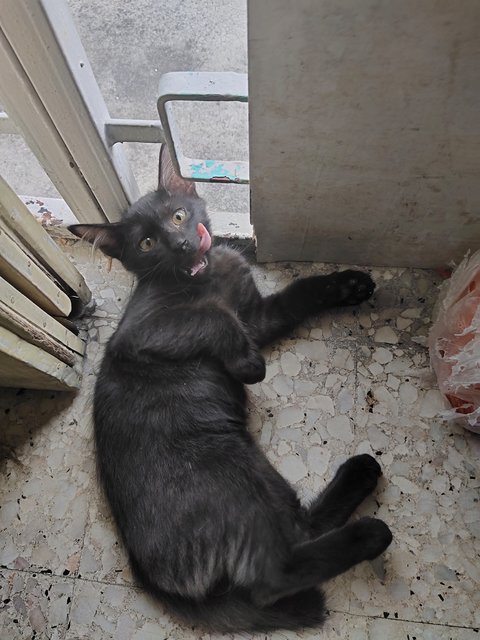 Black - Domestic Short Hair Cat