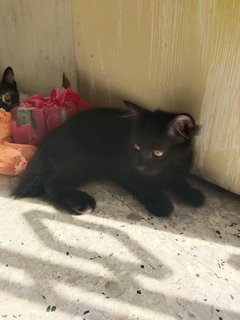 Black - Domestic Short Hair Cat