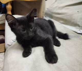 Black - Domestic Short Hair Cat