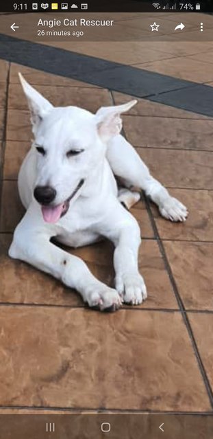 Six  Mixed  Puppies  - Mixed Breed Dog