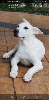 Six  Mixed  Puppies  - Mixed Breed Dog