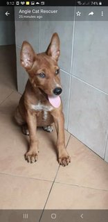 Six  Mixed  Puppies  - Mixed Breed Dog