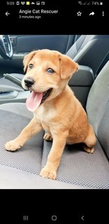 Six  Mixed  Puppies  - Mixed Breed Dog