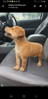 Six  Mixed  Puppies  - Mixed Breed Dog