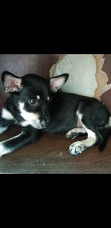 Six  Mixed  Puppies  - Mixed Breed Dog