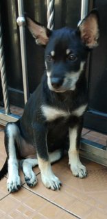 Six  Mixed  Puppies  - Mixed Breed Dog