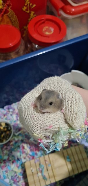 PF107786 - Short Dwarf Hamster Hamster