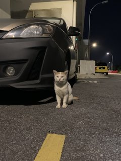 Panda - Domestic Short Hair Cat