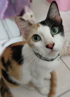 Nyet - Calico Cat