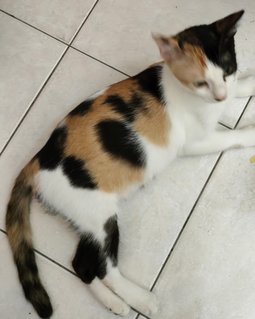 Nyet - Calico Cat