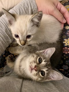 Mimi &amp; Abu - Domestic Short Hair Cat