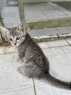 Mimi &amp; Abu - Domestic Short Hair Cat