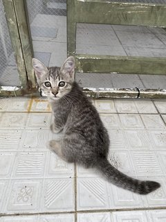 Mimi &amp; Abu - Domestic Short Hair Cat