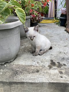 Mimi &amp; Abu - Domestic Short Hair Cat