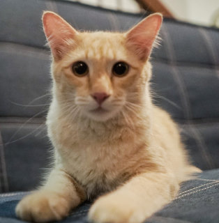 Autumn - Domestic Long Hair Cat