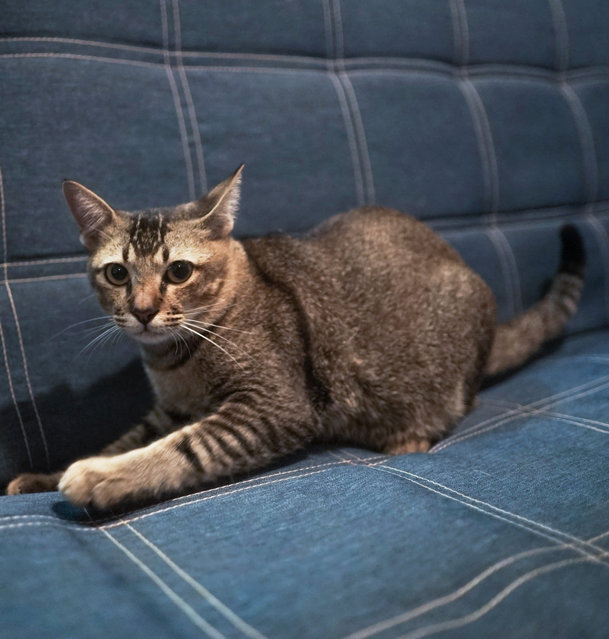 Tokyo - Domestic Short Hair Cat