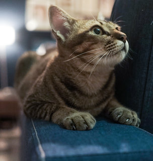 Tokyo - Domestic Short Hair Cat