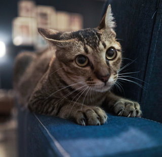 Tokyo - Domestic Short Hair Cat