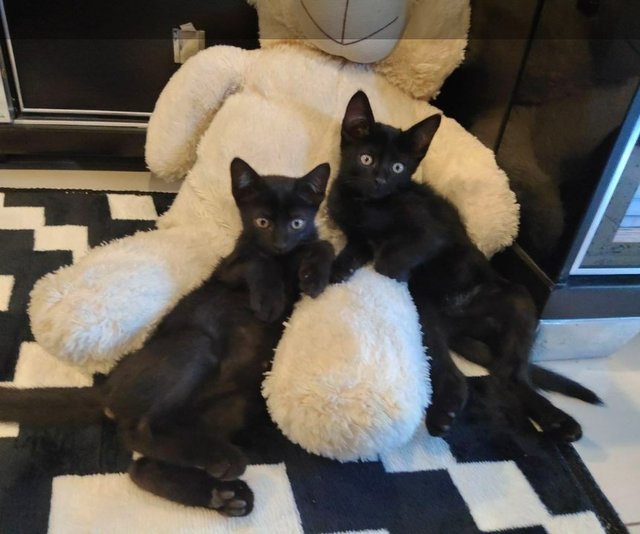 Blackies - Domestic Short Hair Cat