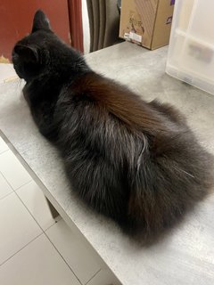 Sabri - Domestic Long Hair Cat